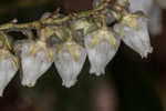 Mountain fetterbush